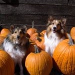 collies-in-pumpkins-image
