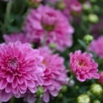 beautiful-mums-image