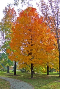 autumn-maple-tree-in-park-image