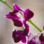 deep-purple-flower-stalk-image
