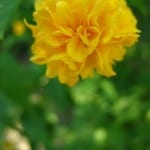 bright-yellow-flower-image