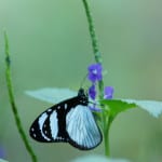tiny-butterfly-little-purple-flowers-image