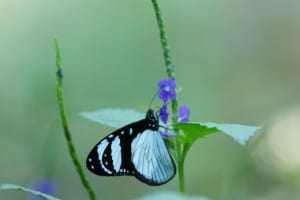 tiny-butterfly-little-purple-flowers-image