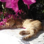 cat-in-the-flower-bush-image