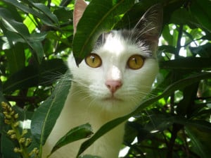 peek-a-boo-cat-in-grass-image