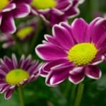 purple-yellow-center-flower-image