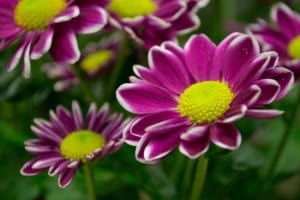 purple-yellow-center-flower-image
