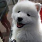 smiley-white-puppy-image