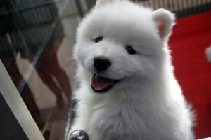 smiley-white-puppy-image