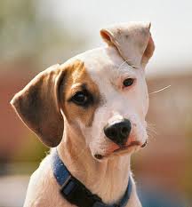 flop-eared-brown-white-dog-image
