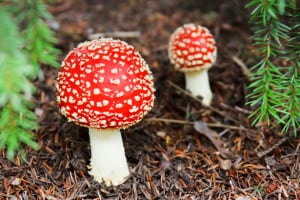 orange-toadstool-image