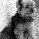 tiny-yorkie-dog-in-black-and-white-image