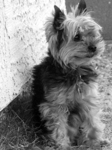 tiny-yorkie-dog-in-black-and-white-image