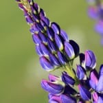 purple-lupine-closeup-image