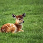 baby-deer-green-grass-image