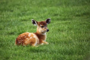 baby-deer-green-grass-image