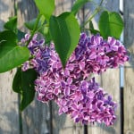 hanging-purple-flowers-fence-image