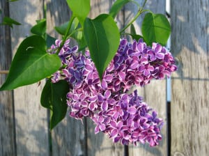 hanging-purple-flowers-fence-image