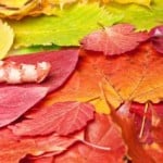 blanket-colorful-leaves-image