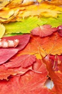 blanket-colorful-leaves-image