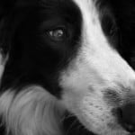 sad-eyes-black-white-dog-close-up-image