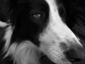 sad-eyes-black-white-dog-close-up-image