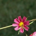 cosmos_and_bee_image