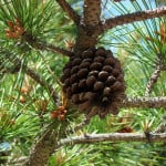 pine-cone-tree-blue-skies-image