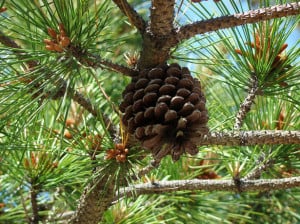 pine-cone-tree-blue-skies-image