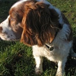 sweet-cocker-spaniel-image