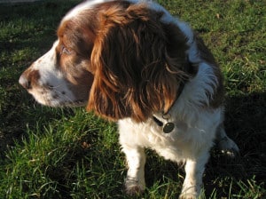 sweet-cocker-spaniel-image