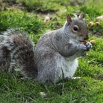 squirrel-holding-nut-image