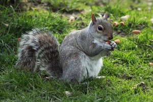squirrel-holding-nut-image