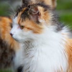 orange-black-white-cat-image