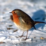 little-robin-in-snow-image