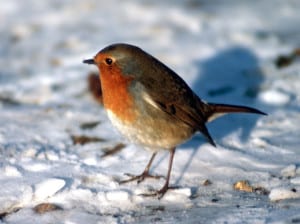 little-robin-in-snow-image