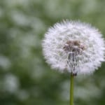 dandelion-seeds-closeup-image