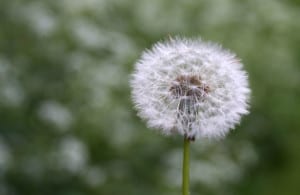 dandelion-seeds-closeup-image