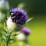 purple-thistle-green-background-image