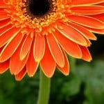 big-orange-flower-green-background-image