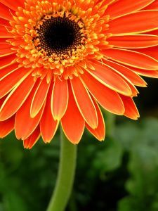 big-orange-flower-green-background-image