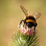 bumble-bee-up-close-image