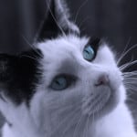 cat-piercing-blue-eyes-image