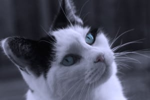  cat-piercing-blue-eyes-image