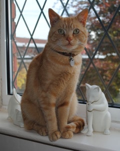 cat-in-window-seat-image