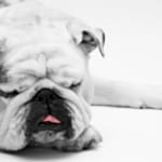 white-wrinkly-bulldog-image