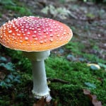 orange-red-white-toadstool-image