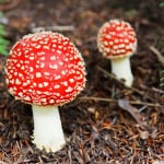 orange-polka-dot-toadstools-in-woods-image