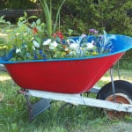 wheelbarrow-full-of-flowers-image