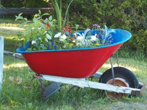 wheelbarrow-full-of-flowers-image